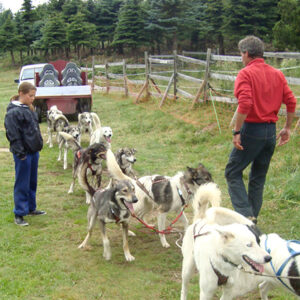 colonie chiens traineaux husky cani-kart