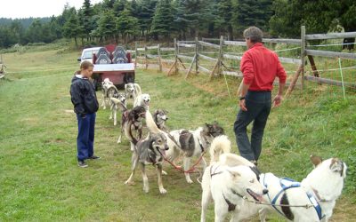 colonie chiens traineaux husky cani-kart