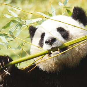 sejour colos st cyran zoo beauval