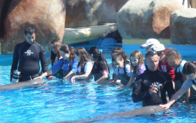Rencontre avec les Dauphins