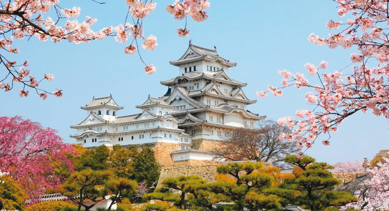 voyage colos japon cerisier