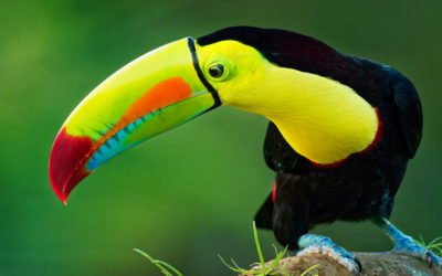 yoyage jeunes ados costa rica toucan