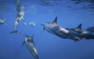 voyage jeunes la reunion dauphins